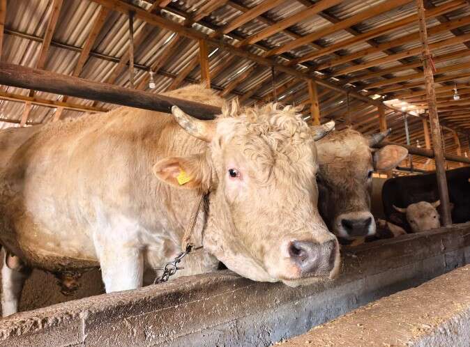 Adı Paşa, fiyatı yarım milyon! Kurbanlık boğa bu yılın gözdesi 2